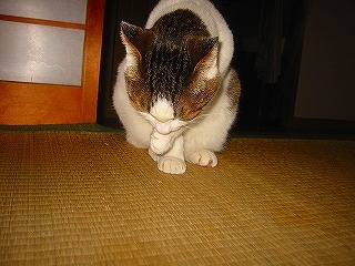 169-6930_IMG.jpg