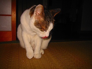 169-6931_IMG.jpg