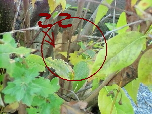 CIMG014200.jpg