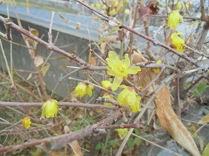 CIMG0411.jpg