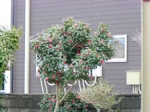 CIMG0783.jpg