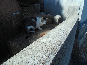 CIMG0982.jpg