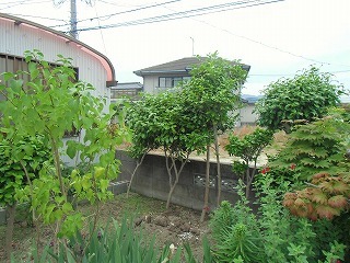 CIMG2784.jpg