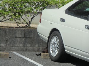 CIMG3181.jpg