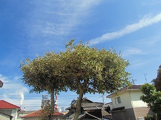 CIMG4417.jpg
