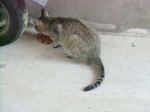 CIMG4785.jpg