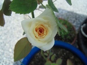 CIMG4880.jpg