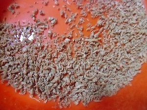 CIMG4920.jpg