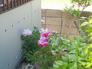 CIMG6657.jpg