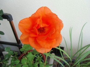 CIMG6808.jpg