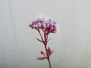 CIMG6877.jpg