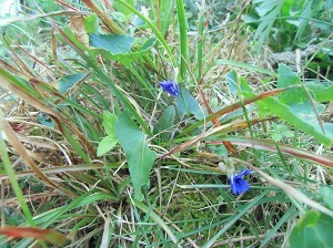 CIMG9027.jpg