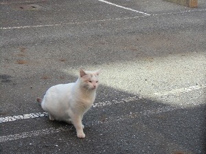 CIMG9456.jpg
