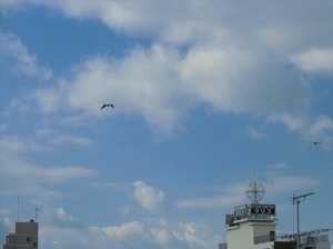 CIMG9487.jpg