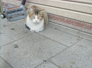 CIMG9806.jpg