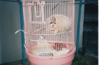 しゃる1.jpg