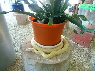 シロヘビ 041.jpg