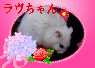 ラヴちゃん.jpg