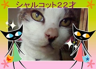 黒ネコ達とシャル.jpg