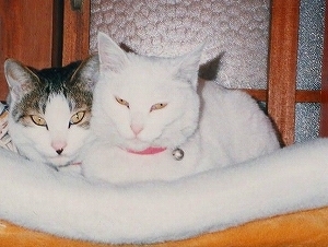 EPSON065.jpg