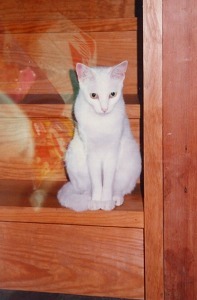 EPSON089.jpg