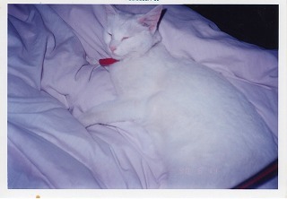 EPSON187.jpg