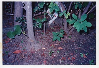 EPSON191.jpg