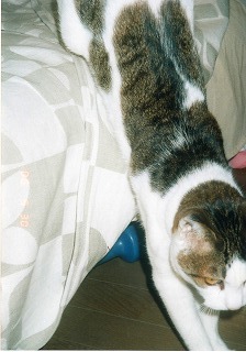 EPSON195.jpg