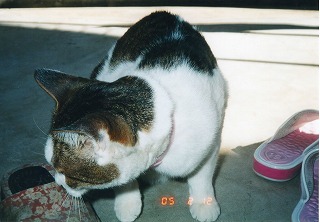 EPSON204.jpg