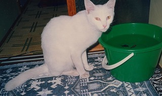 EPSON217.jpg