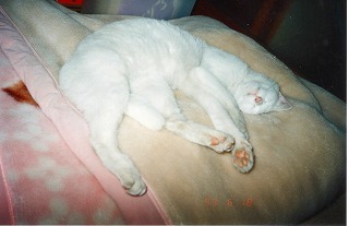 EPSON238.jpg