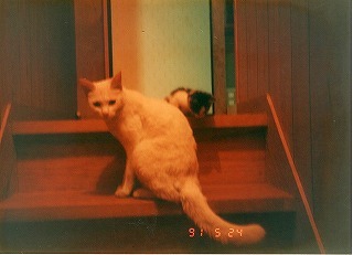 EPSON290.jpg