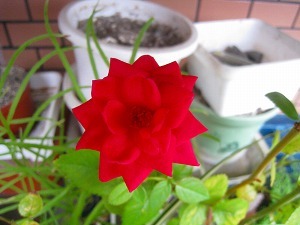 IMG_0926.jpg