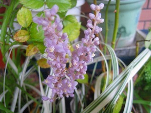 IMG_0929.jpg