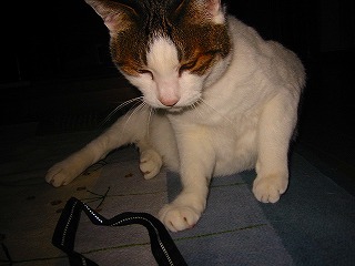 IMG_1141.jpg