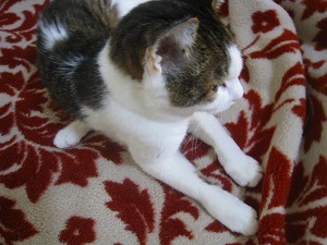 IMG_1781.jpg