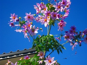 IMG_1887.jpg