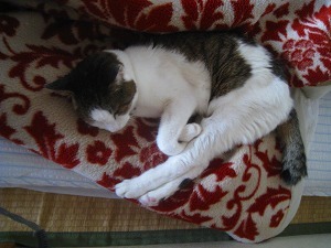 IMG_1926.jpg