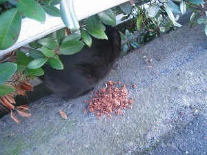 IMG_1978.jpg