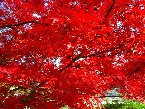 IMG_1984.jpg
