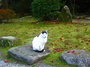 IMG_1996.jpg
