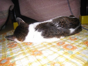 IMG_2633.jpg