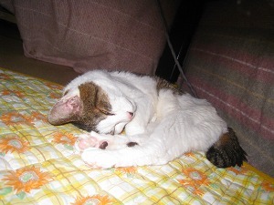 IMG_2672.jpg