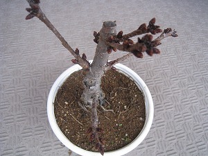 IMG_2906.jpg