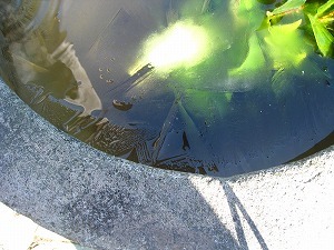 IMG_3528.jpg