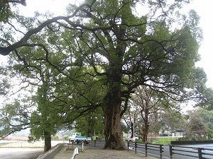IMG_3736.jpg