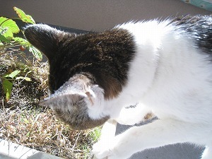 IMG_3940.jpg