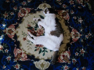 IMG_9284.jpg