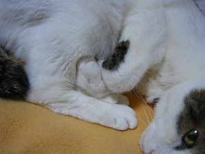 IMG_9345.jpg