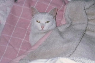 conv0935.jpg